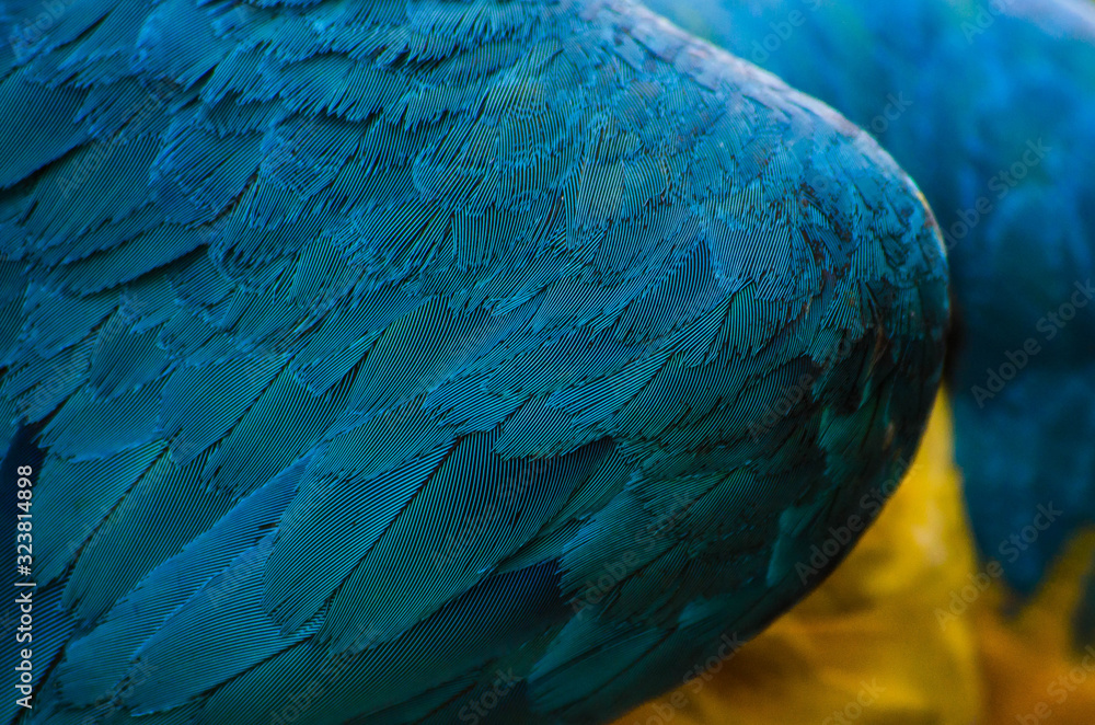 Obraz premium Macaw 5