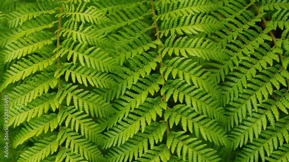 Hojas de helecho, textura de la geometría de la naturaleza Hojas de helecho, textura de la geometría de la naturaleza