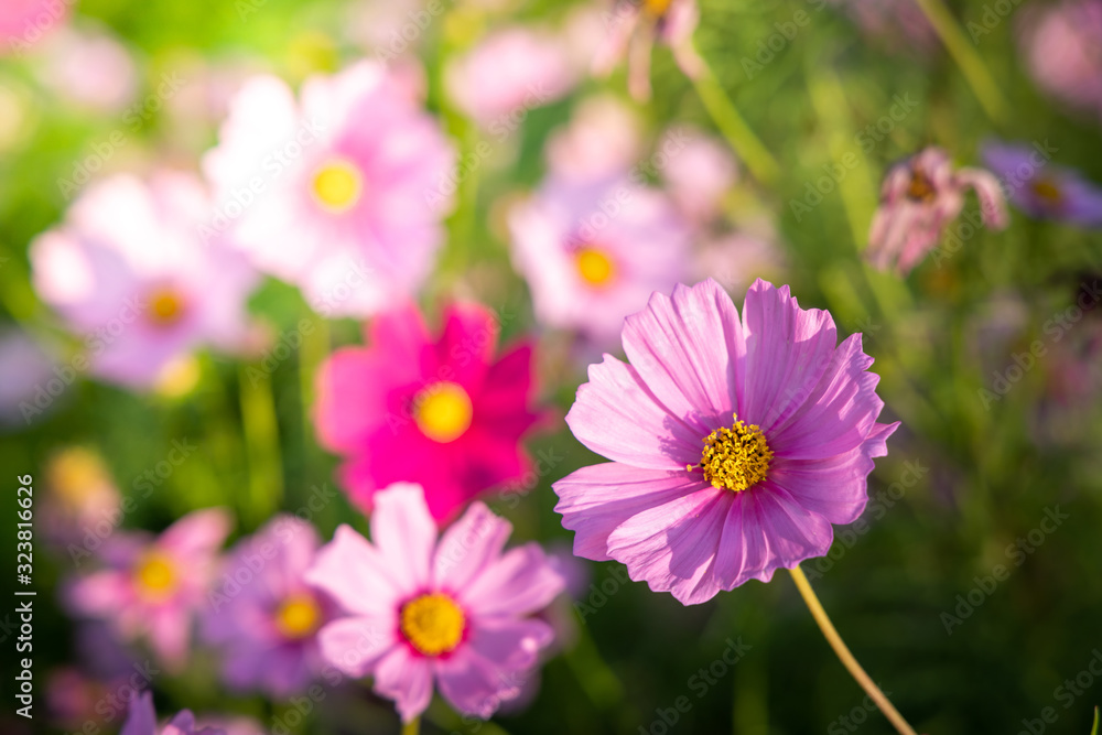 Beautiful Cosmos flowers in garden. Nature background. Beautiful Cosmos flowers in garden. Nature background.
