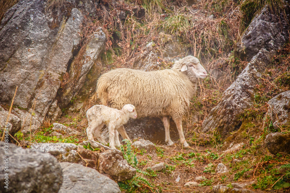 Fototapeta premium Flock of himalayan sheep passing through a high mountain pass. Himalayas mountains in Dharamshala Treck to Triud.