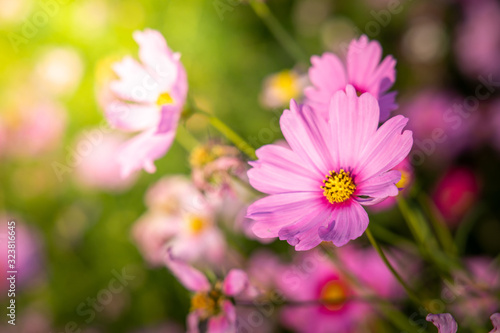  Beautiful Cosmos flowers in garden. Nature background.