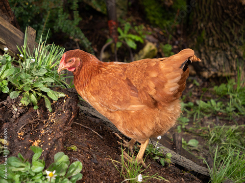 Poulette rouce. photo