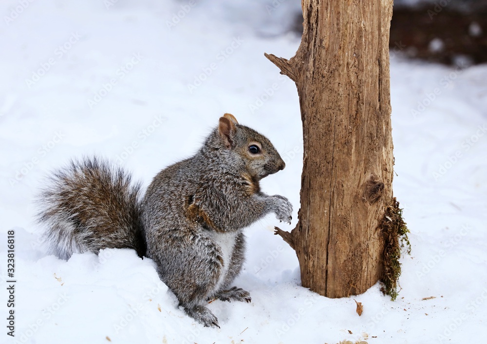 Tree squirrels.Many juvenile squirrels die in the first year of life. Adult squirrels can have a lifespan of 5 to 10 years in the wild. Some can survive 10 to 20 years in captivity Tree squirrels.Many juvenile squirrels die in the first year of life. Adult squirrels can have a lifespan of 5 to 10 years in the wild. Some can survive 10 to 20 years in captivity