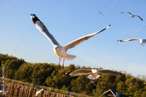 seagull in flight