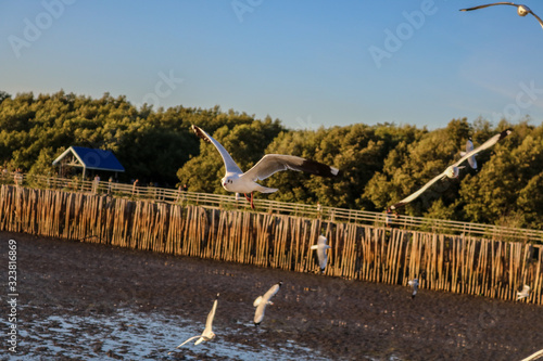 bridge over the river