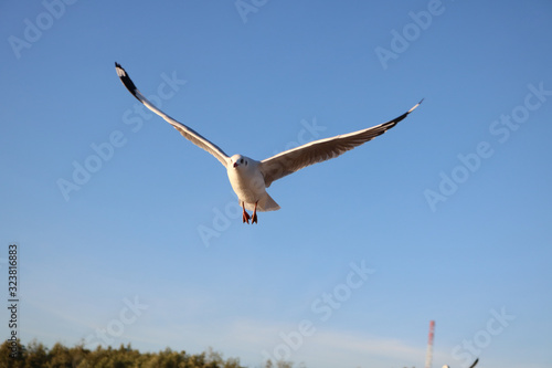 seagull flying in the sky