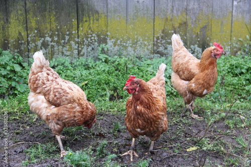 chickens in brown plumage