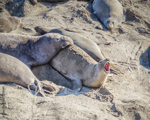 A female Elephant Seal (Mirounga angustirostris) bellows in protest as a male bull tries to mount her, at Piedras Blancas, San Simeon, CA.