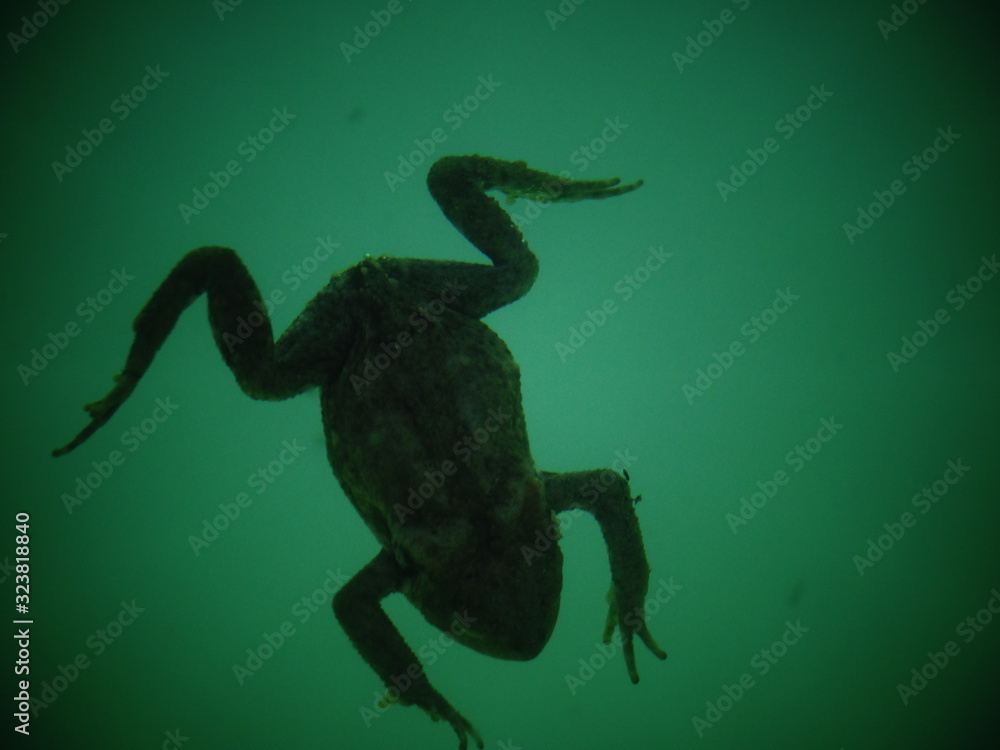 Fototapeta premium crapaud