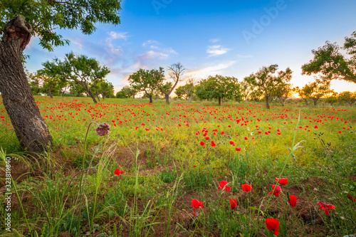 Beautiful blooming meadow with poppies blossoms.