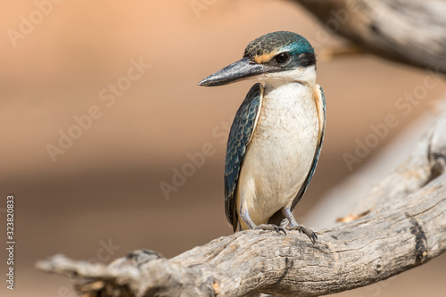 Sacred Kingfisher photo