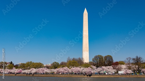 Washington Monument and Cherry Blossoms