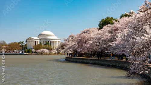 Jefferson Memorial and Cherry Blossoms surronding the Tidal Basin
