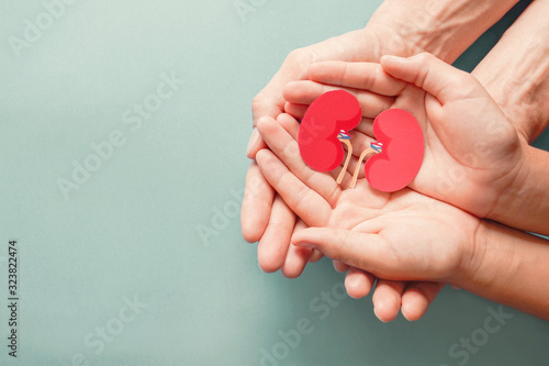 Adult and child holding kidney , world kidney day, kidney cancer, kidney stone, organ donation concept photo