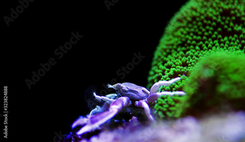 White Porcelain crab - Neopetrolisthes maculatus photo