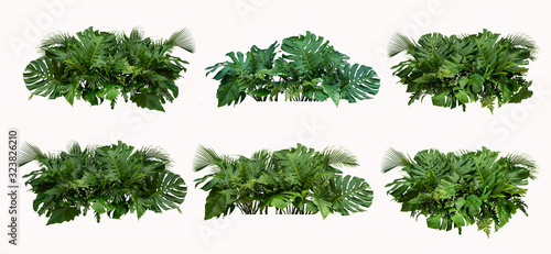 Fototapeta Naklejka Na Ścianę i Meble -  Tropical leaves foliage plant bush floral arrangement nature backdrop isolated on white background, 