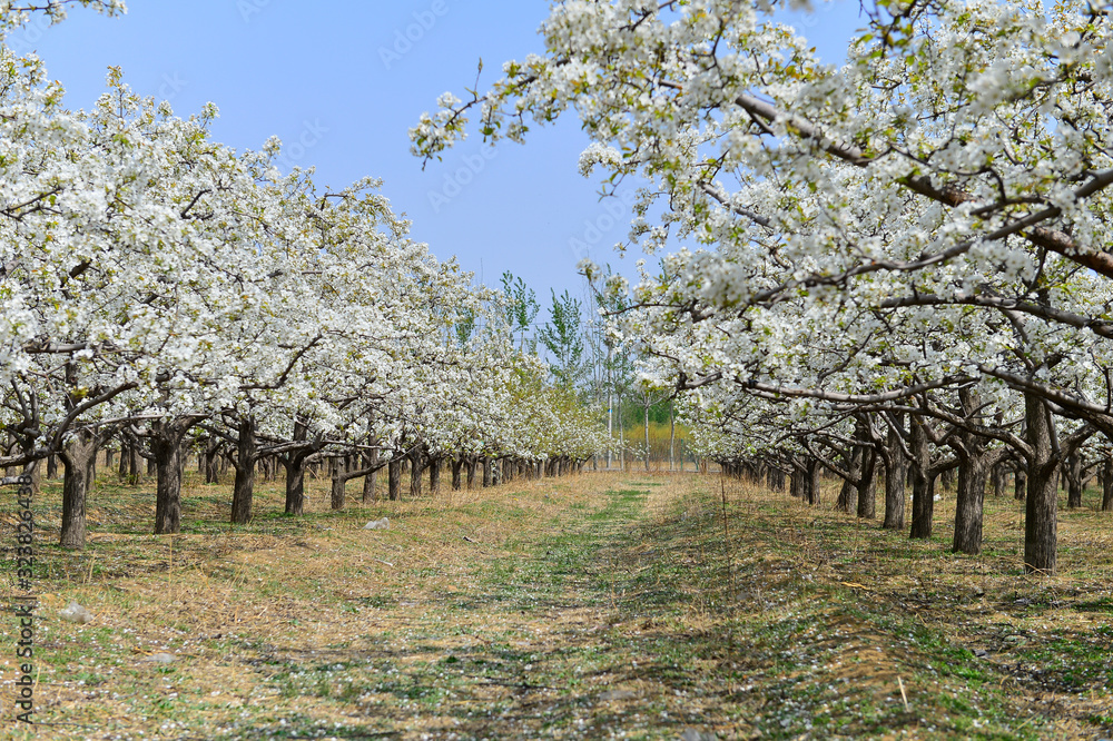 Pear flower in full bloom in spring Pear flower in full bloom in spring