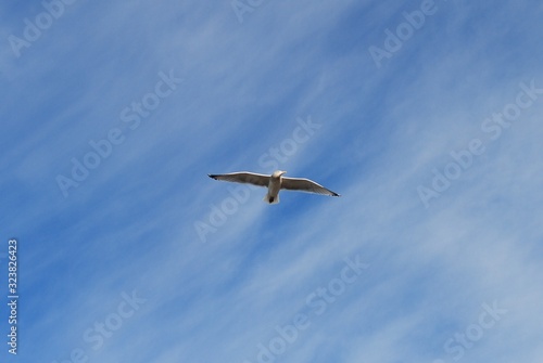 Seagulls of Massachusetts