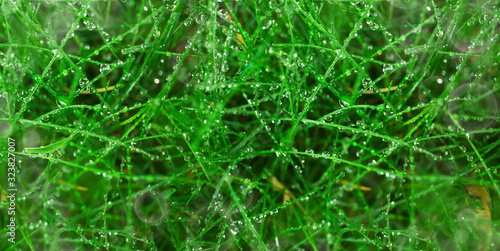 botanical background of green grass after a rain and grasshopper. banner size