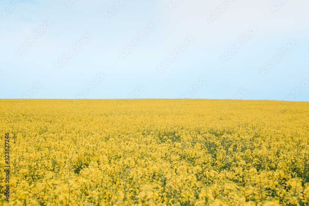 blooming rapeseed fields photographed in cloudy weather in the villages of Denmark