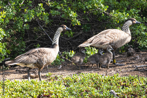 Nene geese at Kanaha Pond