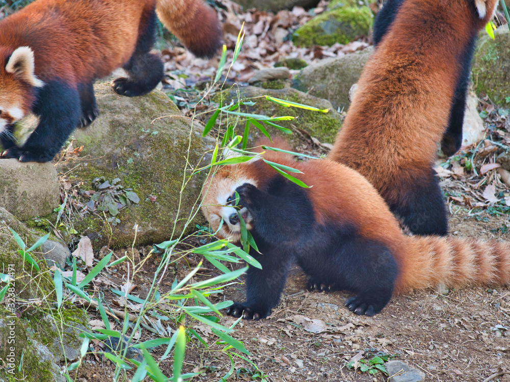 Obraz premium 草をかじるレッサーパンダ1