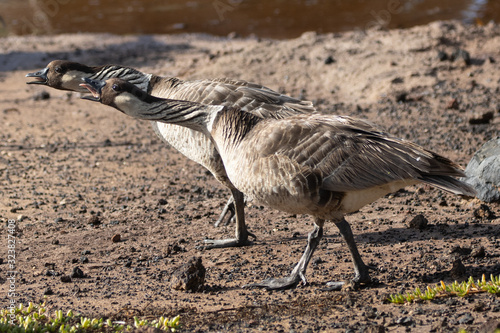 Nene geese at Kanaha Pond