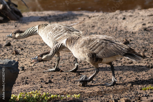 Nene geese at Kanaha Pond