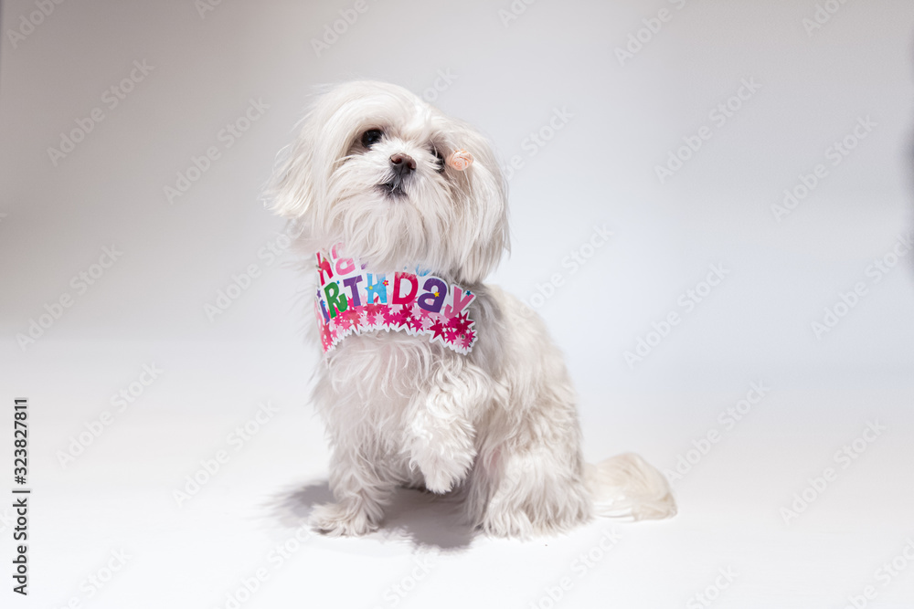 マルチーズ Bichon Maltese dog on the white background whith inscription happy birthday. マルチーズ Bichon Maltese dog on the white background whith inscription happy birthday.