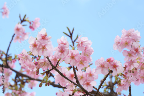 早春の早咲きの桜（河津桜）の花が咲く