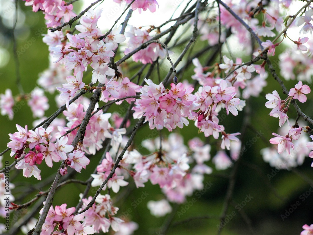 美しい枝垂れ桜、桜、日本の春の風景 美しい枝垂れ桜、桜、日本の春の風景