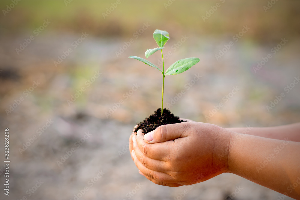 Two hands of the children were holding seedlings. Two hands of the children were holding seedlings.