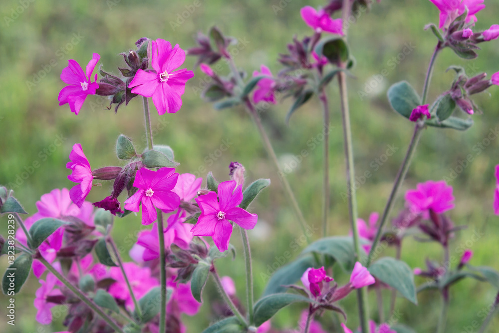 Flowers of a perennial plant Silene dioica known as Red campion or Red catchfly on a forest edge in the summer Flowers of a perennial plant Silene dioica known as Red campion or Red catchfly on a forest edge in the summer
