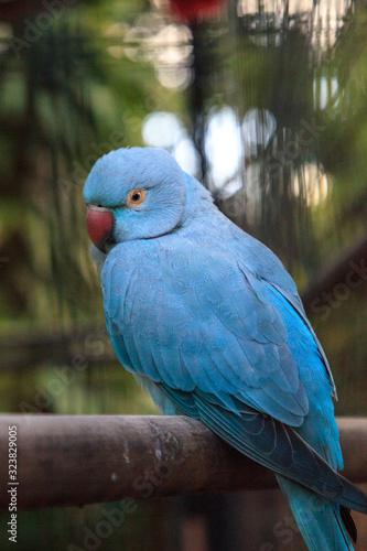 Blue Indian ringneck parrot Psittacula krameri bird is from Ceylon photo