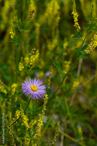 Colorado Tansy Aster Flower in Rocky Mountain National Park photo