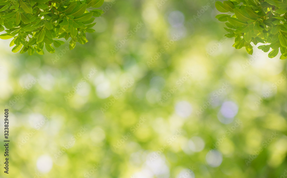 Blurred of nature leaves bokeh background. Blurred of nature leaves bokeh background.