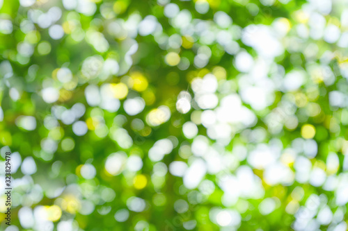 Green background  blurred bokeh  natural light and sunlight  bokeh nature tree