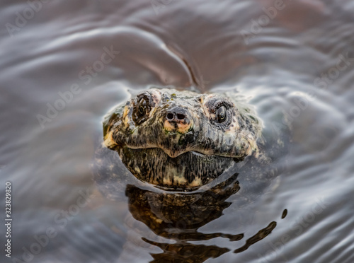 Snapping Turtle Stares At Camera