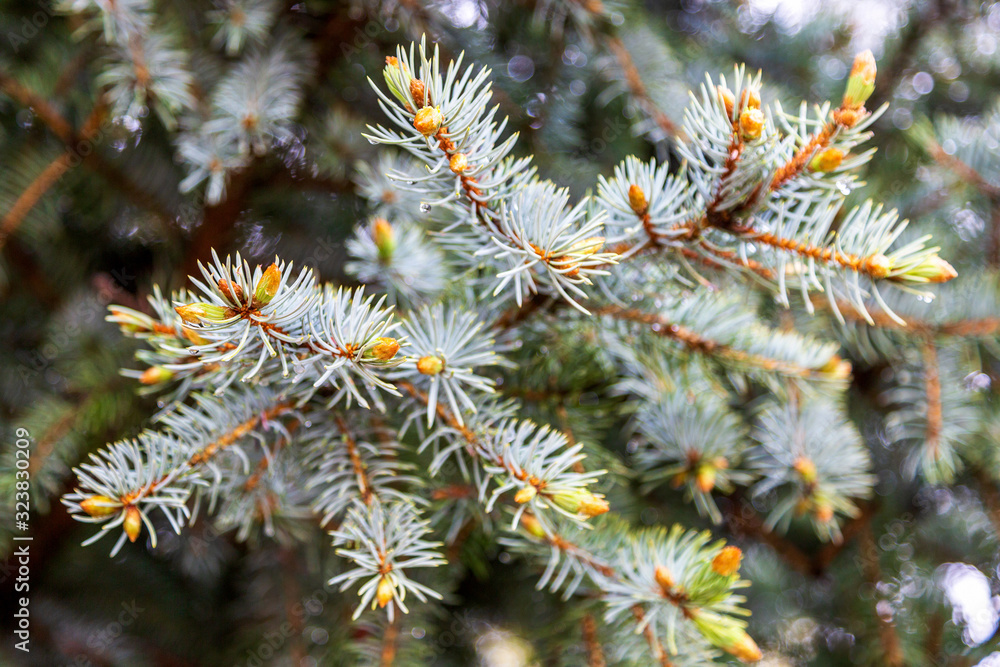 Blue Spruce Background with New Spring Growth and Rain Drops Blue Spruce Background with New Spring Growth and Rain Drops