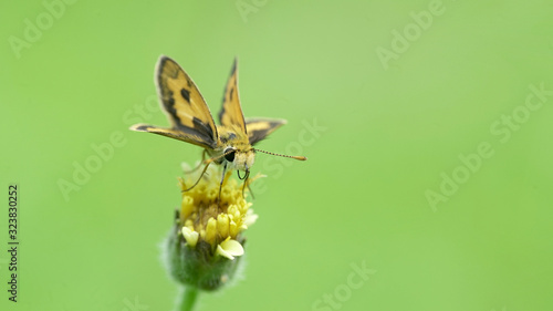 small butterfly on the flower