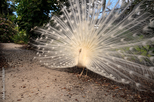 White peacock Pavo Albus bird with its feathers spread