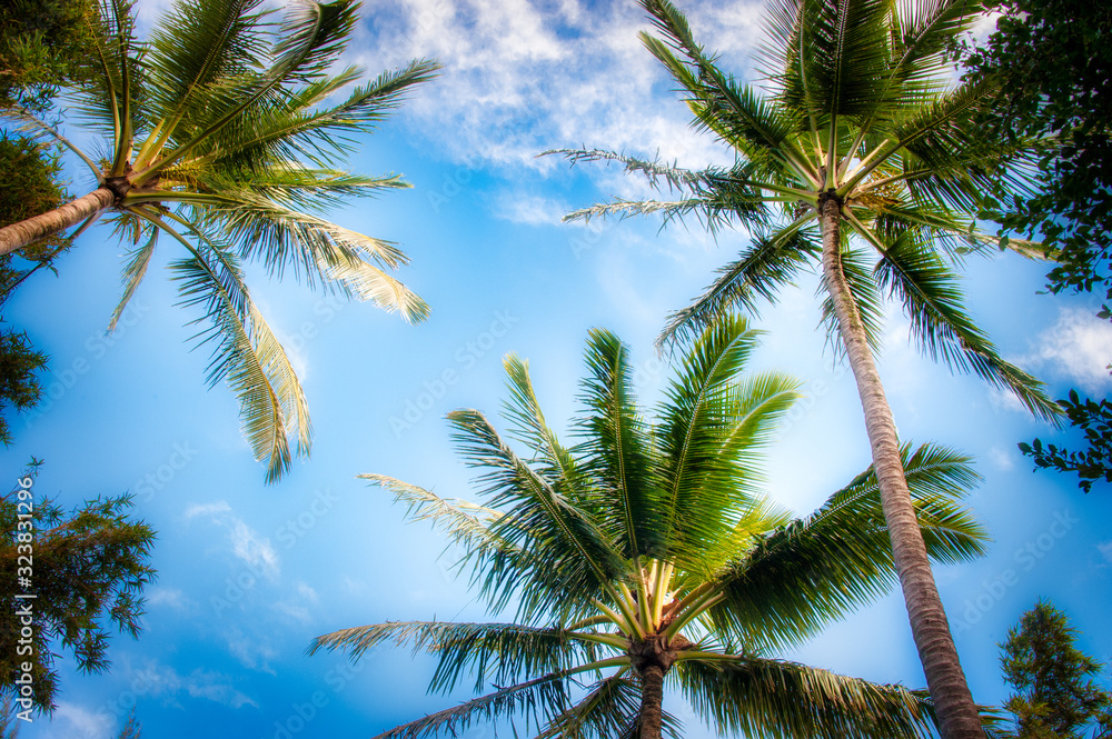 Coconut Tree in my day dream Coconut Tree in my day dream