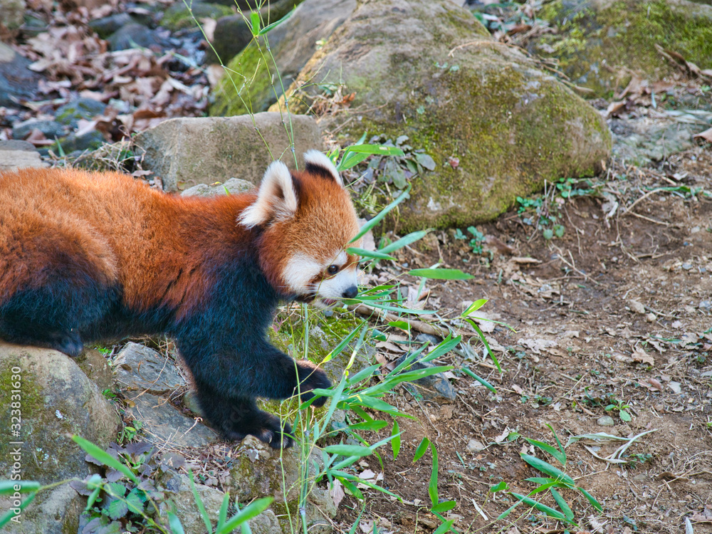 Fototapeta premium レッサーパンダが草をパクパク9