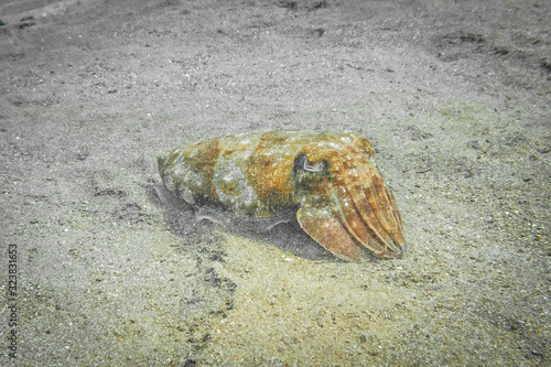 Cuttlefish off Bali