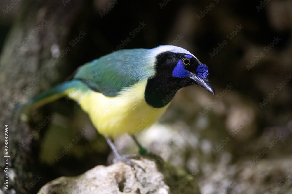 Naklejka premium Chara verde - Cyanocorax yncas