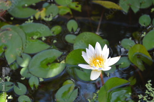 Beautiful lotus flowers in the basin surrounded by lotus leaves