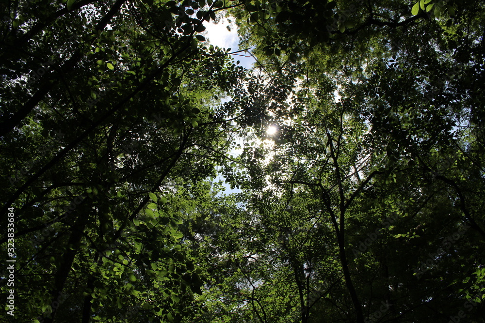 looking through the forest looking through the forest