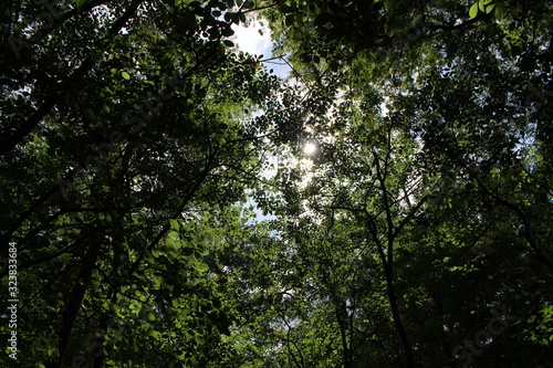 looking through the forest