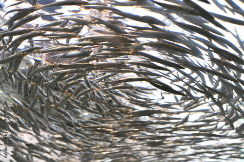 魚群