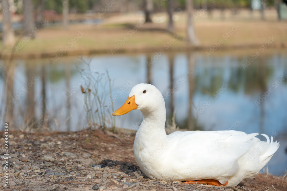 White Duck by Pond Winter Portrait